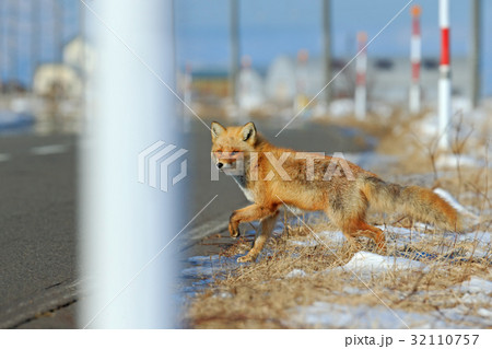 Red fox, Vulpes vulpes, crossing the road 32110757