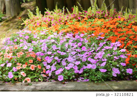 インパチェンスの花 インパチェンスの花 32110821