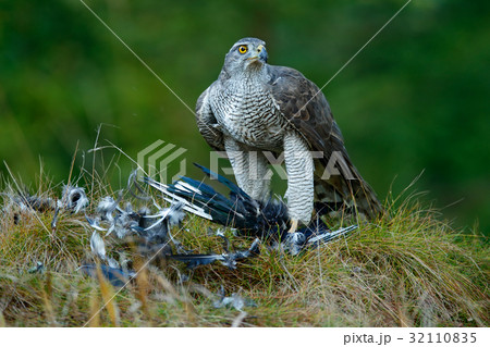 Bird of prey Goshawk kill Eurasian Magpie 32110835