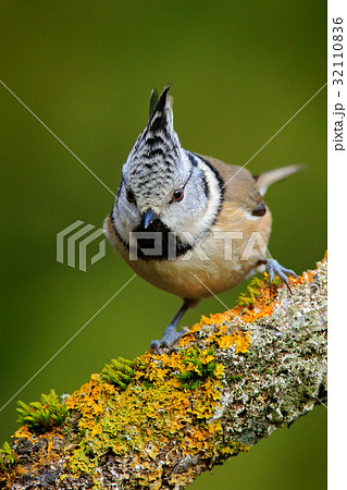 Songbird Crested Tit sitting on beautiful branch 32110836