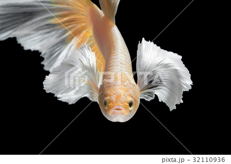 Abstract art movement of colourful Betta fish Abstract art movement of colourful Betta fish 32110936