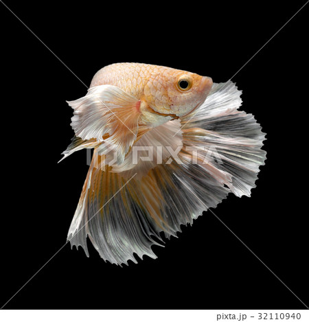 Abstract art movement of colourful Betta fish 32110940