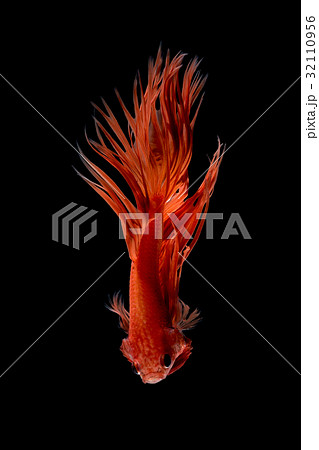 Abstract art movement of colourful Betta fish Abstract art movement of colourful Betta fish 32110956