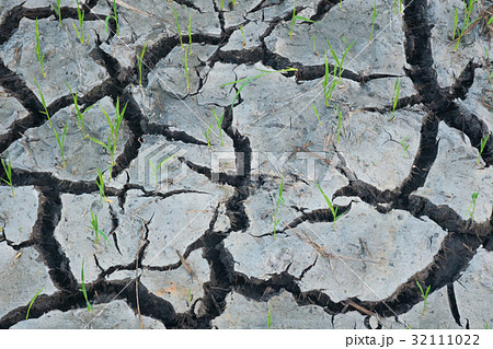 Earth cracking and sprouts. 32111022