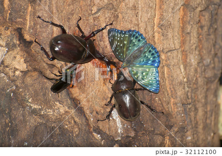 スミナガシ 32112100