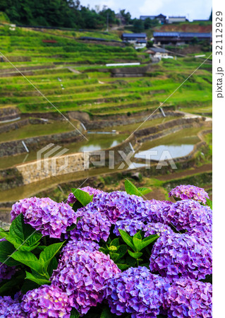 鬼木棚田の水張り風景とアジサイ 鬼木棚田の水張り風景とアジサイ 32112929