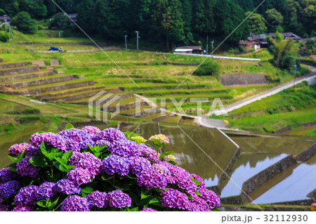 鬼木棚田の水張り風景とアジサイ 鬼木棚田の水張り風景とアジサイ 32112930