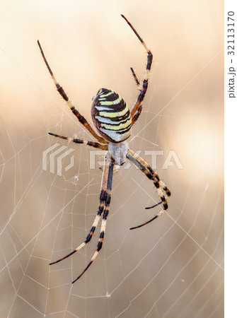 Argiope  32113170