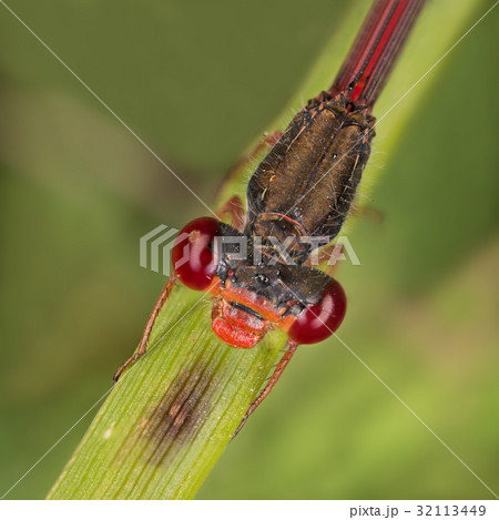 close-up portrait of a beautiful damselfly close-up portrait of a beautiful damselfly 32113449