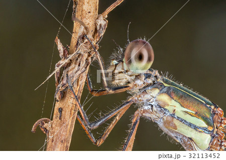 A closeup of a beautiful damselfly A closeup of a beautiful damselfly 32113452