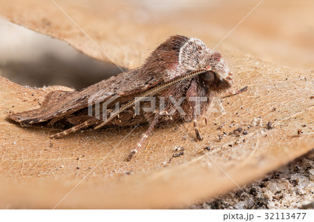 A closeup of a beautiful moth A closeup of a beautiful moth 32113477