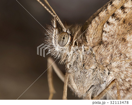 A closeup of a beautiful butterfly A closeup of a beautiful butterfly 32113478
