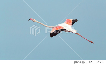 Pink flamingo Pink flamingo 32113479