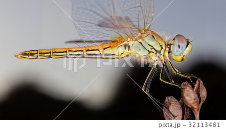 A close-up of a beautiful dragonfly 32113481