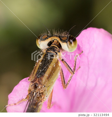 close-up portrait of a beautiful damselfly close-up portrait of a beautiful damselfly 32113494