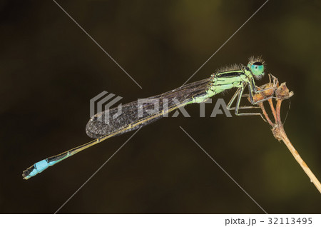 close-up portrait of a beautiful damselfly 32113495