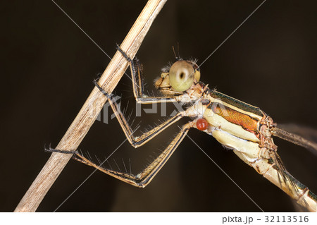 close-up portrait of a beautiful damselfly close-up portrait of a beautiful damselfly 32113516