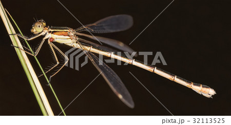 close-up portrait of a beautiful damselfly close-up portrait of a beautiful damselfly 32113525