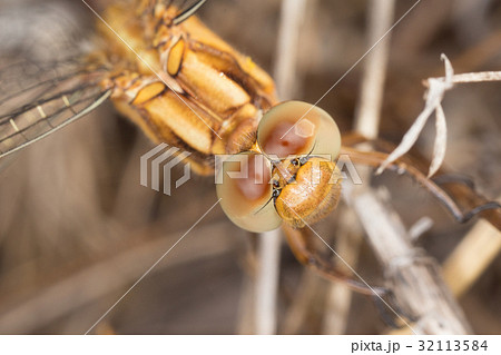 A close-up of a beautiful dragonfly A close-up of a beautiful dragonfly 32113584