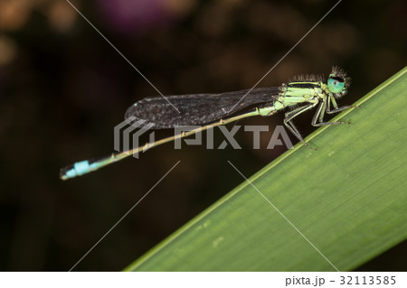 A closeup of a beautiful damselfly 32113585
