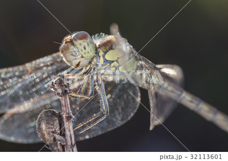 A close-up of a beautiful dragonfly A close-up of a beautiful dragonfly 32113601