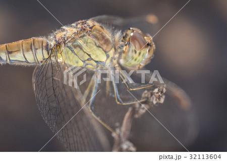 A close-up of a beautiful dragonfly 32113604