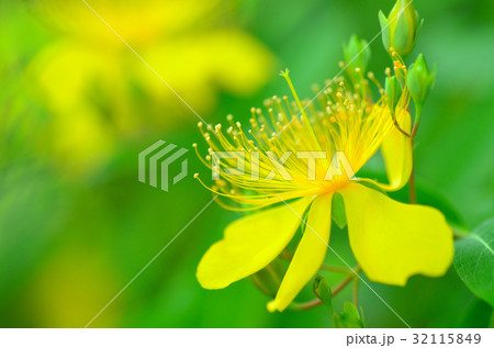 ビヨウヤナギ ビヨウヤナギ 32115849