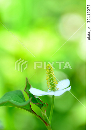 ドクダミの花 32116075