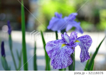 ハナショウブ ハナショウブ 32116076