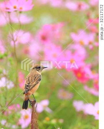 コスモスとノビタキ 32117172