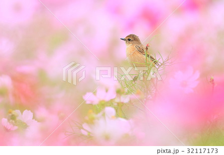 コスモスとノビタキ 32117173