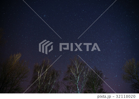 The Milky Way rises over the pine trees  32118020
