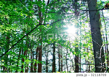 森の木漏れ日の写真素材