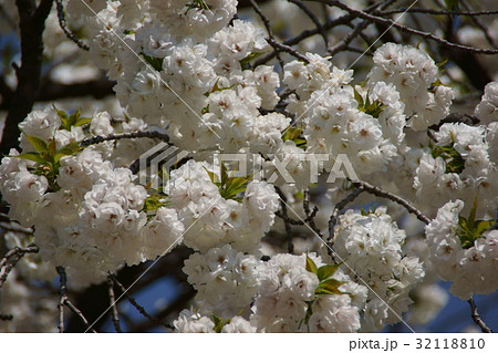 八重桜 白妙 花言葉は 善良な教育 の写真素材