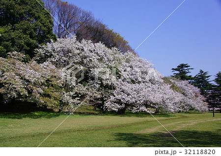 桜の広場 32118820