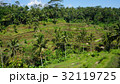 balinese rice field early morning 32119725