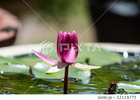 開き始めのスイレンの花 32119775