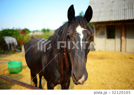 Funny closeup of a horse looking at the camera Funny closeup of a horse looking at the camera 32120105