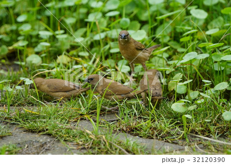 種 スピーシーズ 保護 32120390