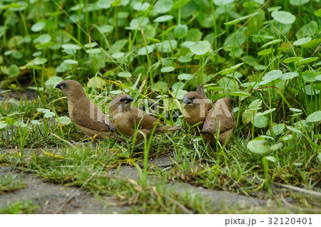 種 スピーシーズ 保護 32120401