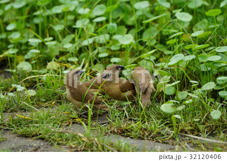 種 スピーシーズ 保護 32120406