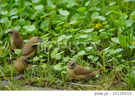 種 スピーシーズ 保護 32120413