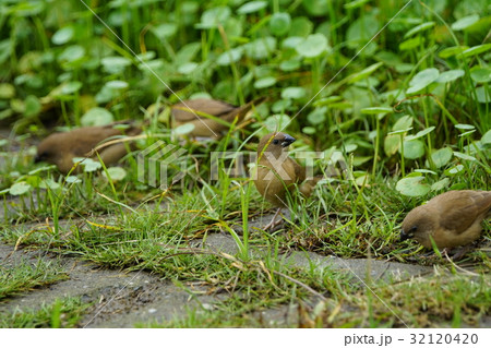 種 スピーシーズ 保護 32120420