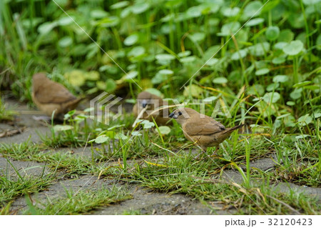 種 スピーシーズ 保護 32120423