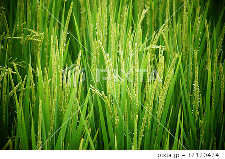 ごはん イネ 米 32120424