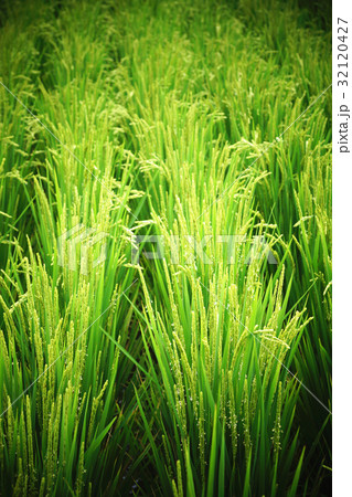 ごはん イネ 米 32120427