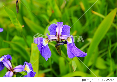 あやめヶ原のあやめ 32120547