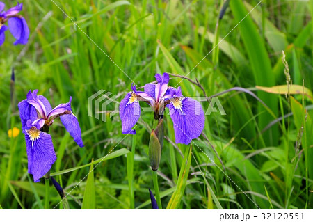 あやめヶ原のあやめ 32120551