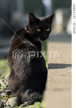 見返り美人な黒猫の写真素材 [32120902] - PIXTA