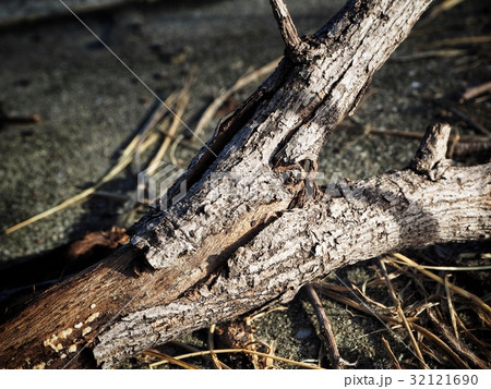 Branches of tree Branches of tree 32121690